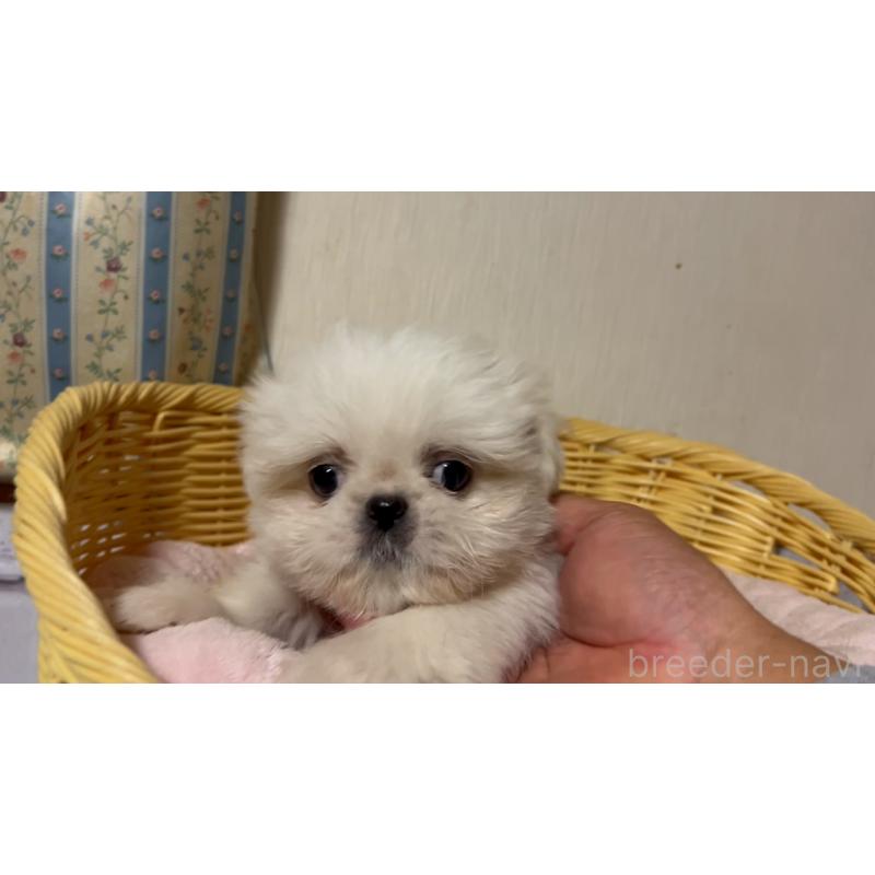 販売中の岡山県のミックス犬-418758の4枚目