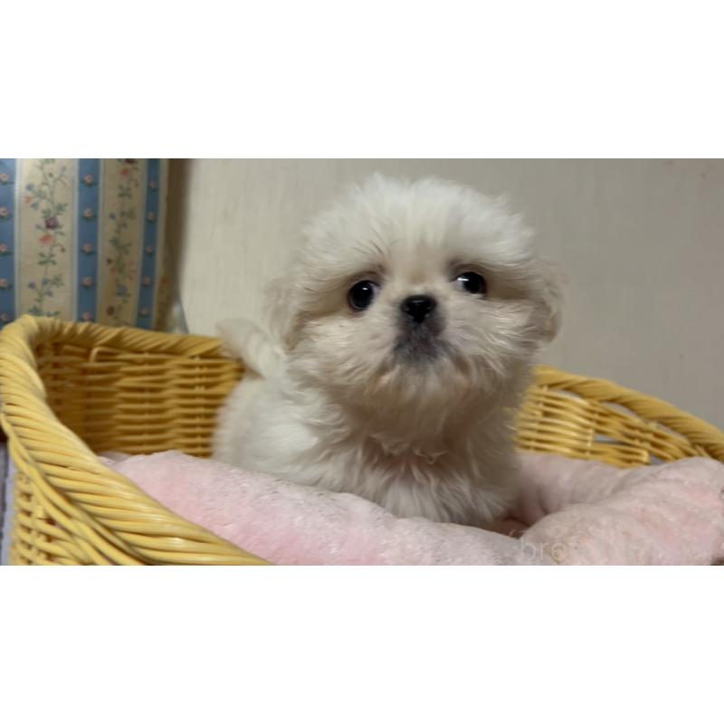 販売中の岡山県のミックス犬-418758の3枚目