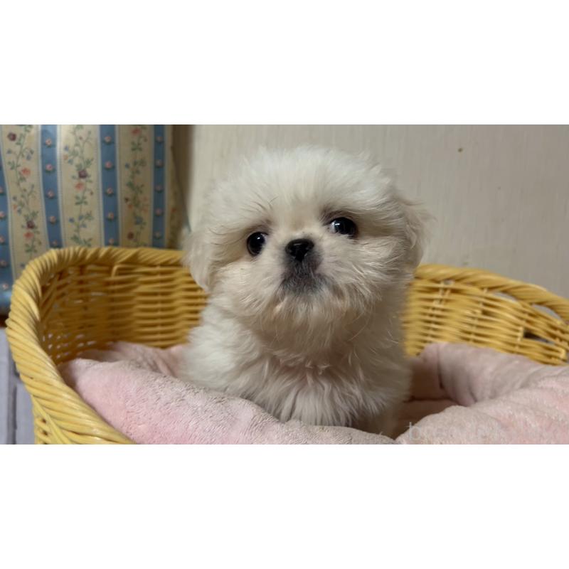 販売中の岡山県のミックス犬-418758の2枚目