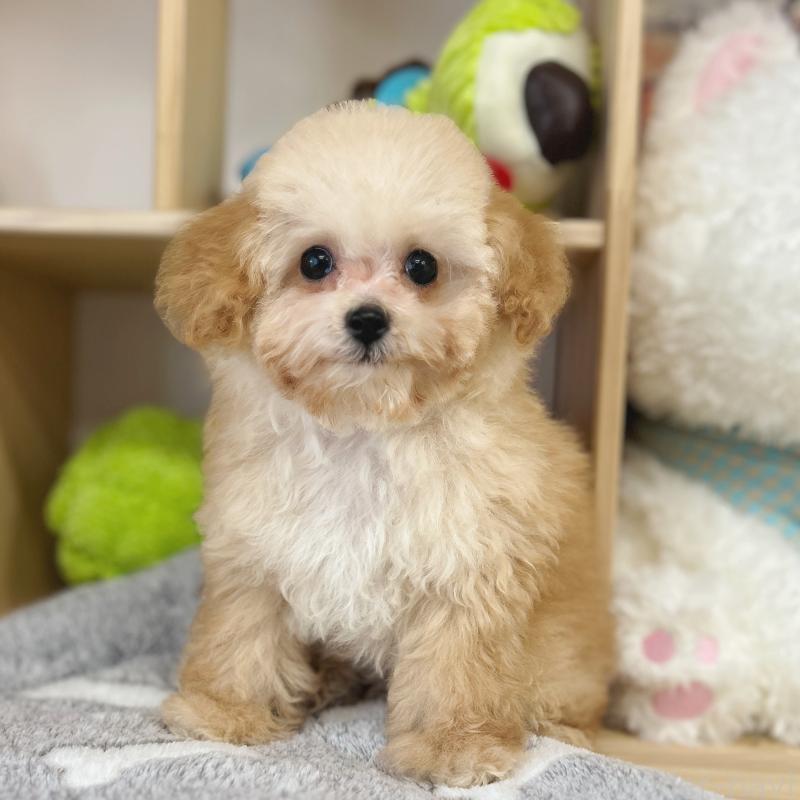 販売中の東京都のトイプードル-427873の1枚目