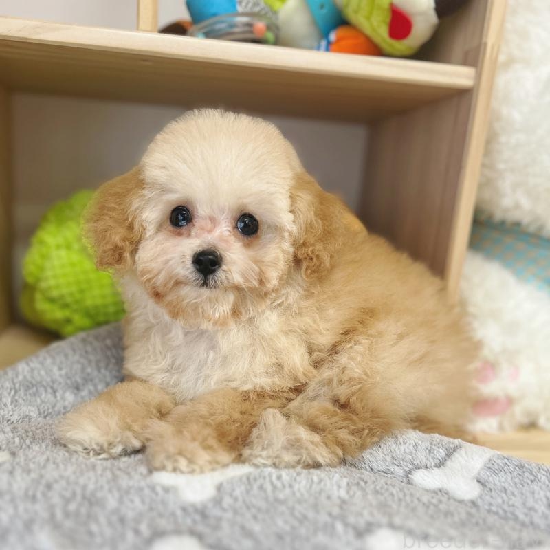 販売中の東京都のトイプードル-427873の6枚目