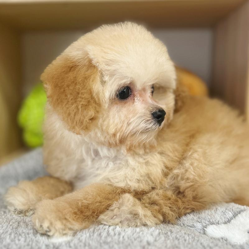 販売中の東京都のトイプードル-427873の5枚目