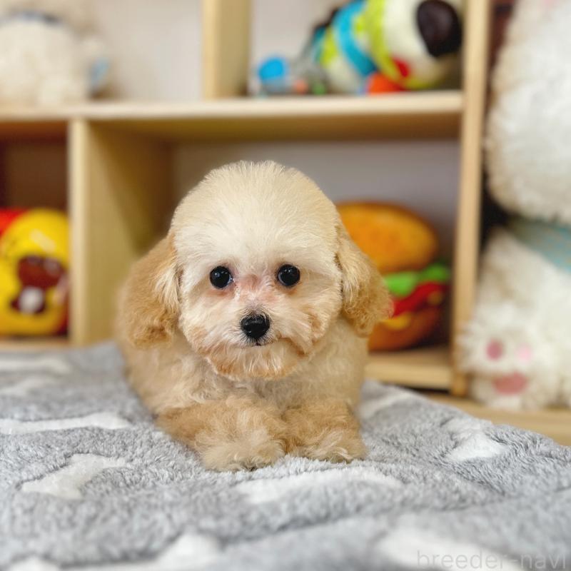 販売中の東京都のトイプードル-427873の4枚目