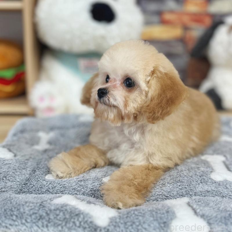 販売中の東京都のトイプードル-427873の3枚目