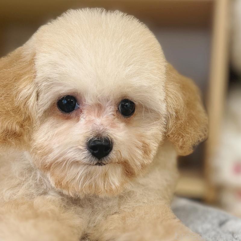 販売中の東京都のトイプードル-427873の2枚目