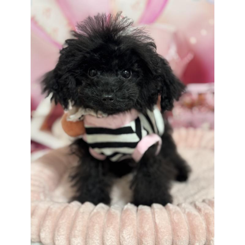 販売中の埼玉県のティーカッププードル-401319の4枚目