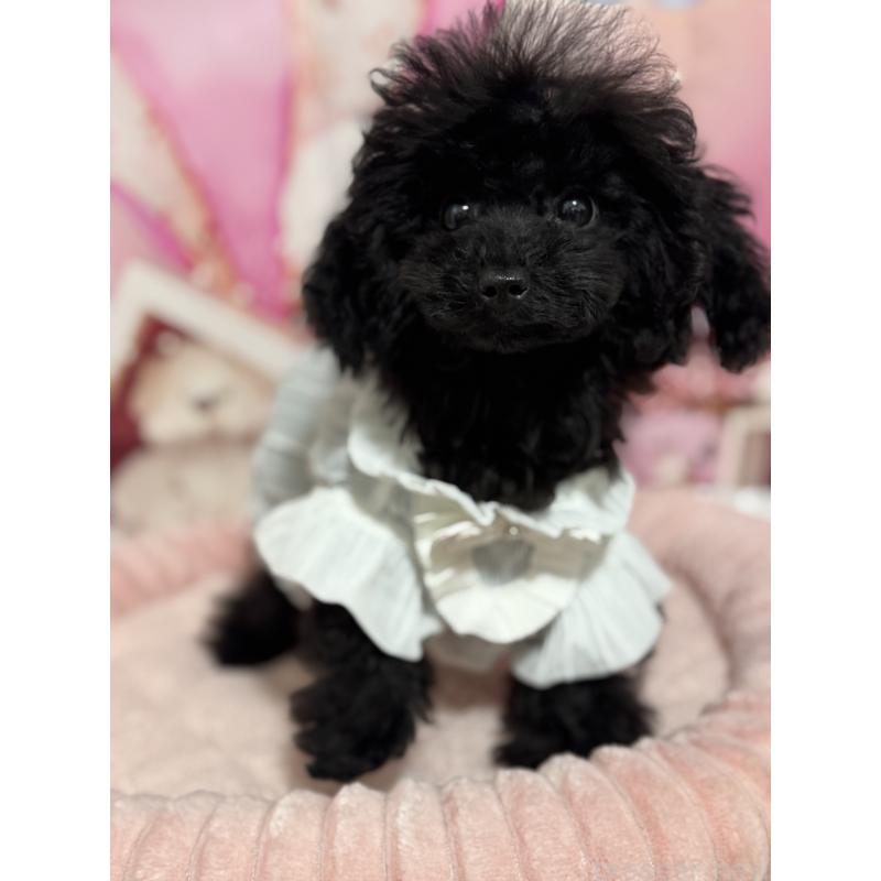 販売中の埼玉県のティーカッププードル-401319の3枚目