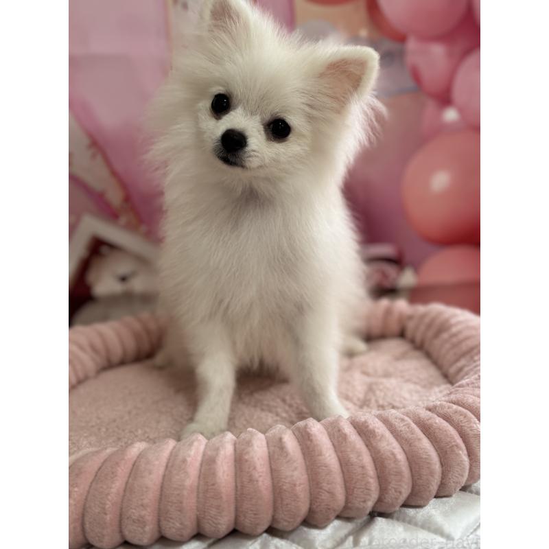 商談中の埼玉県のポメラニアン-400430の4枚目