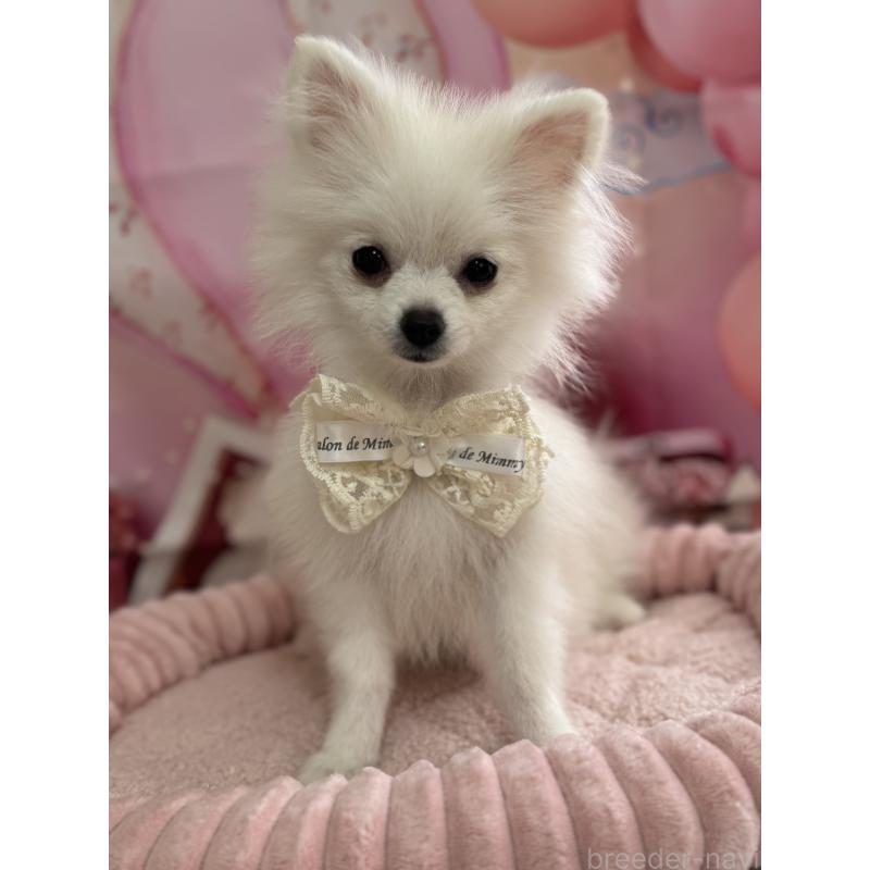 商談中の埼玉県のポメラニアン-400430の3枚目