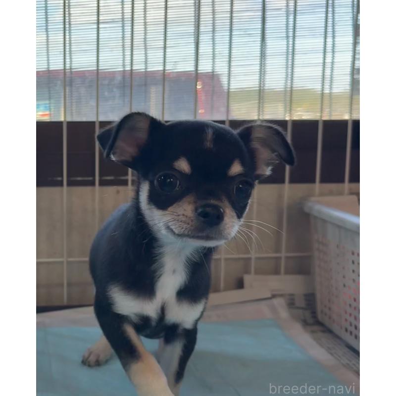 販売中の福岡県のチワワ(スムースコート)-419948の10枚目