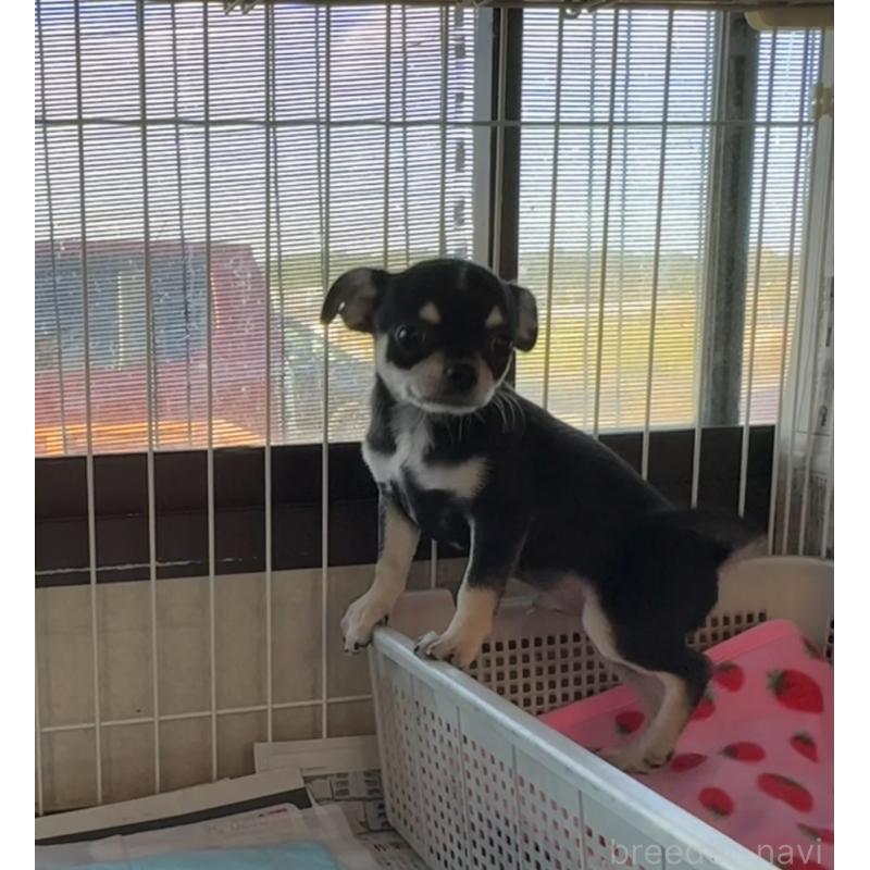 販売中の福岡県のチワワ(スムースコート)-419948の9枚目