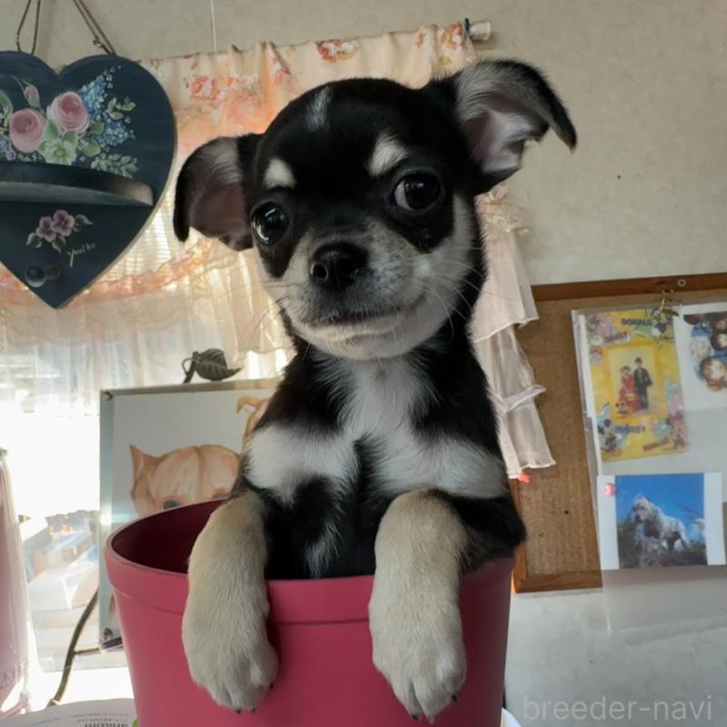 販売中の福岡県のチワワ(スムースコート)-419948の8枚目