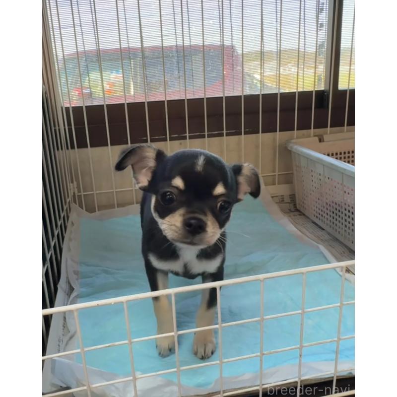 販売中の福岡県のチワワ(スムースコート)-419948の7枚目