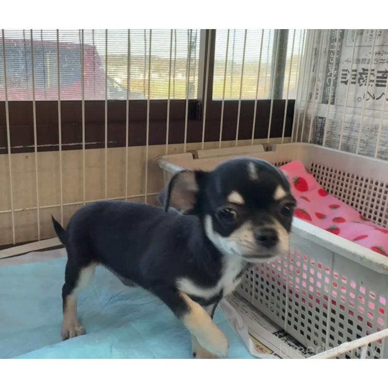 販売中の福岡県のチワワ(スムースコート)-419948の6枚目