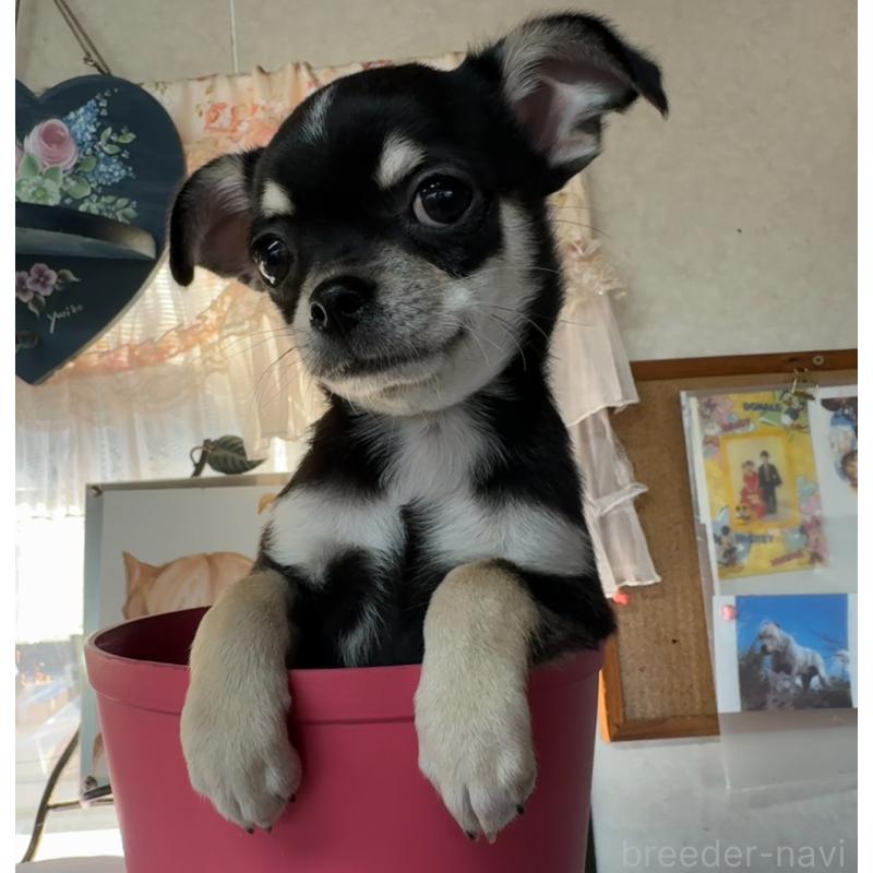 販売中の福岡県のチワワ(スムースコート)-419948の5枚目