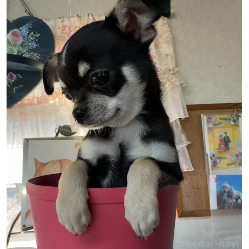 販売中の福岡県のチワワ(スムースコート)-419948の4枚目