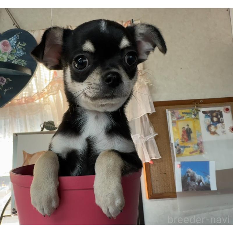 販売中の福岡県のチワワ(スムースコート)-419948の3枚目