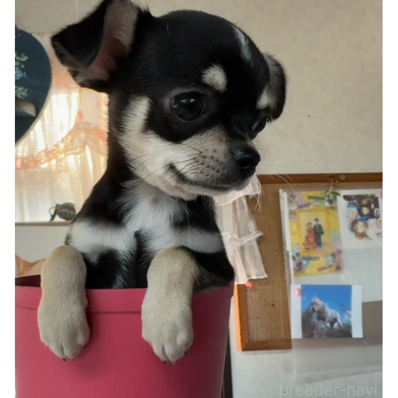 販売中の福岡県のチワワ(スムースコート)-419948の2枚目