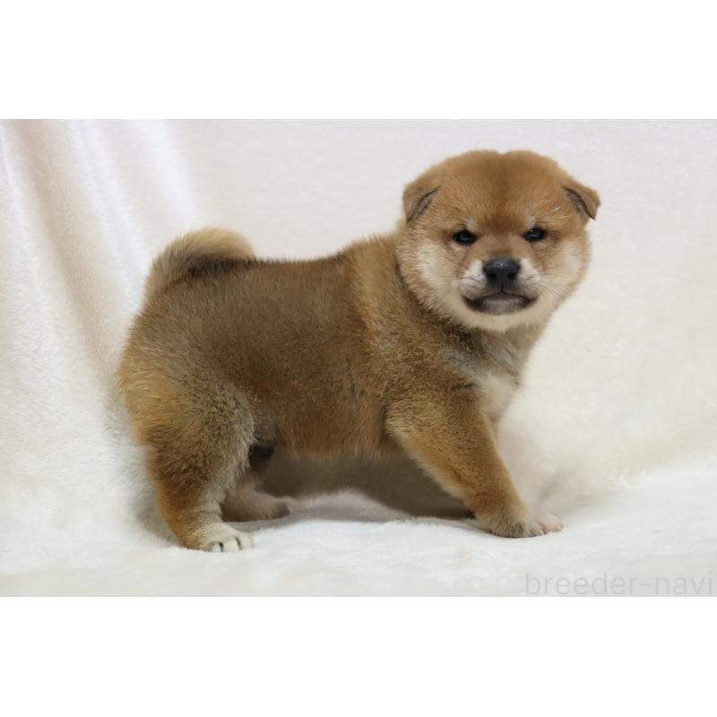 販売中の滋賀県の柴犬-427875の15枚目