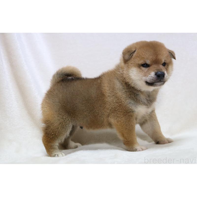 販売中の滋賀県の柴犬-427875の14枚目