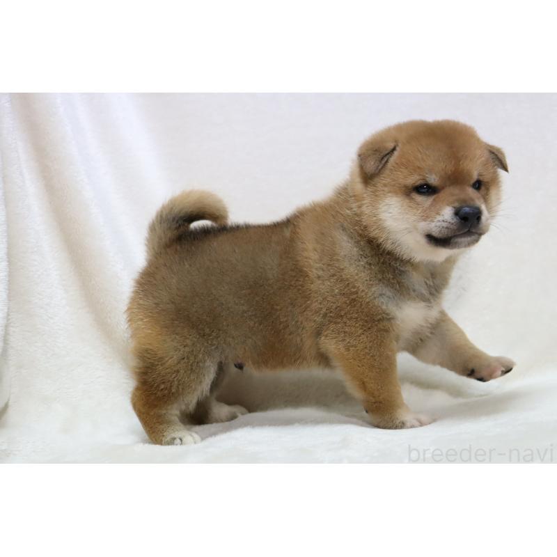 販売中の滋賀県の柴犬-427875の13枚目