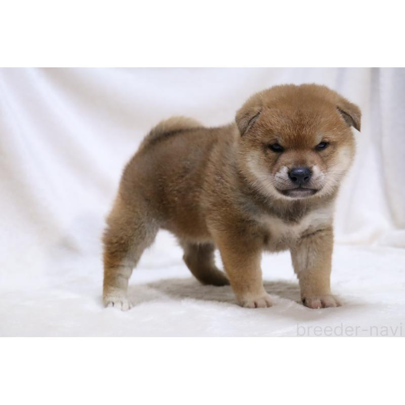 販売中の滋賀県の柴犬-427875の12枚目