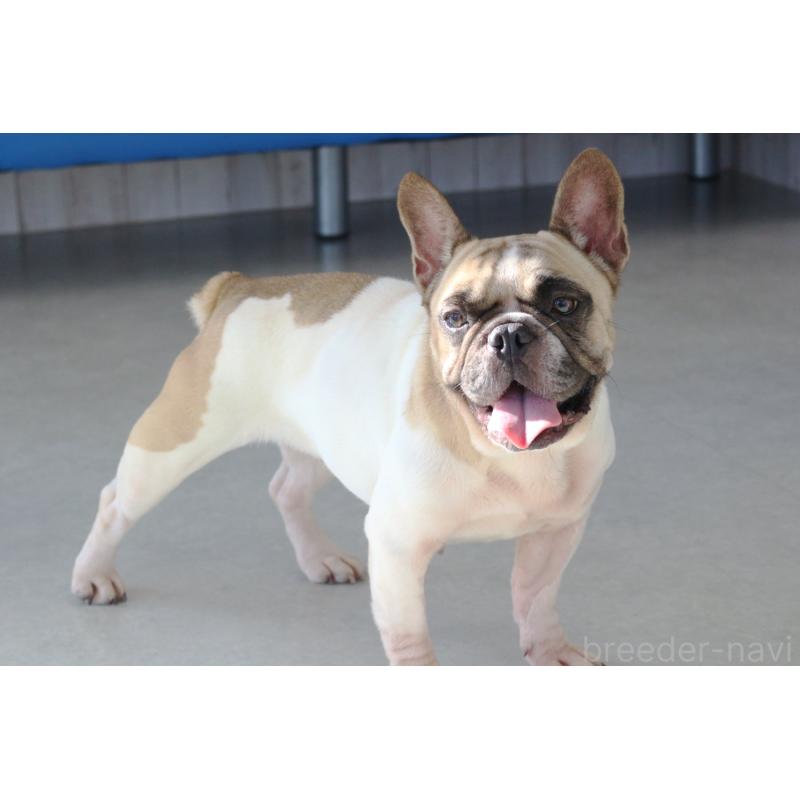 販売中の京都府のフレンチブルドッグ-427874の4枚目