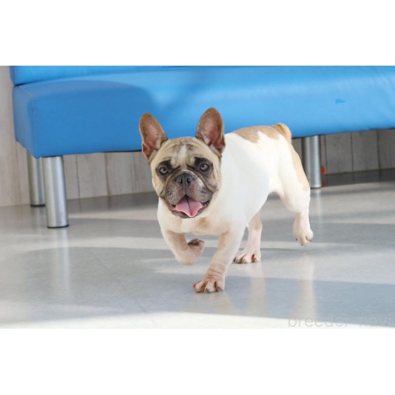 販売中の京都府のフレンチブルドッグ-427874の3枚目