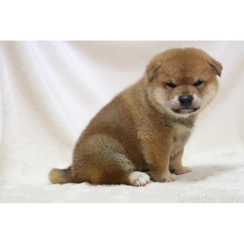 販売中の滋賀県の柴犬-427875の11枚目