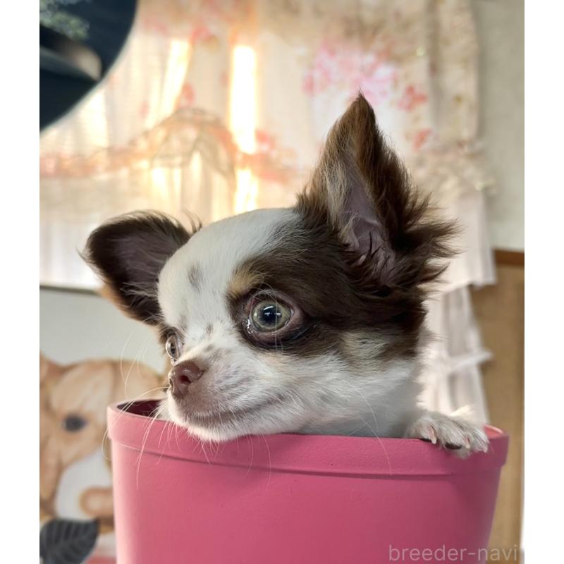 成約済の福岡県のチワワ(ロングコート)-426618の9枚目