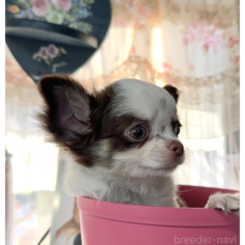 成約済の福岡県のチワワ(ロングコート)-426618の8枚目