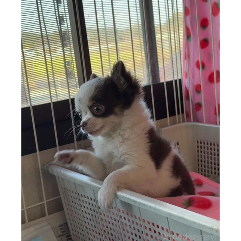 成約済の福岡県のチワワ(ロングコート)-426618の6枚目