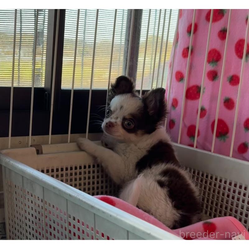 成約済の福岡県のチワワ(ロングコート)-426618の5枚目