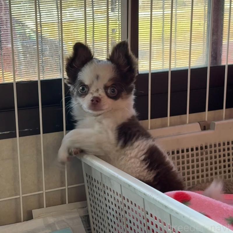 成約済の福岡県のチワワ(ロングコート)-426618の4枚目