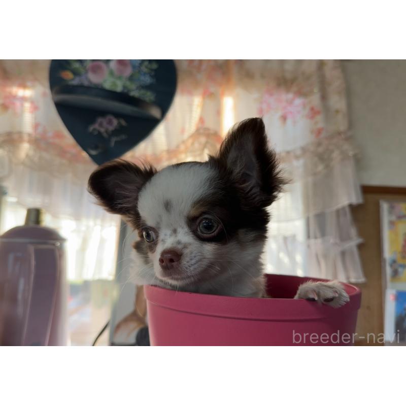 成約済の福岡県のチワワ(ロングコート)-426618の2枚目