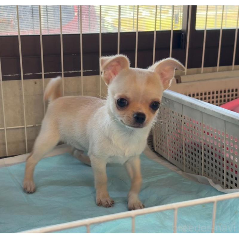 成約済の福岡県のチワワ(スムースコート)-426616の14枚目