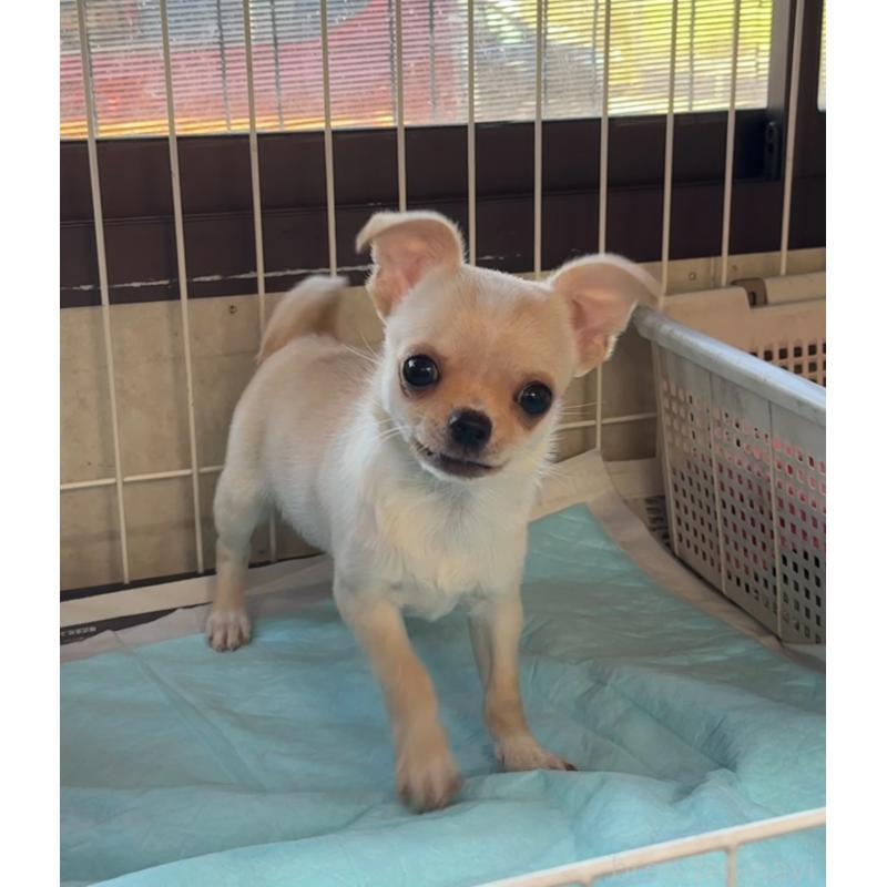 成約済の福岡県のチワワ(スムースコート)-426616の12枚目