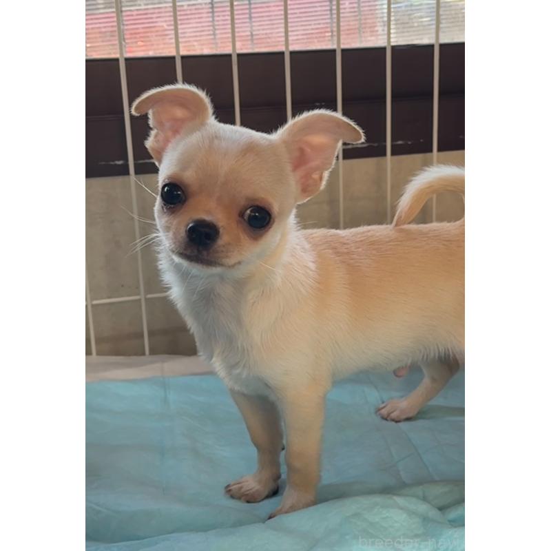 成約済の福岡県のチワワ(スムースコート)-426616の11枚目