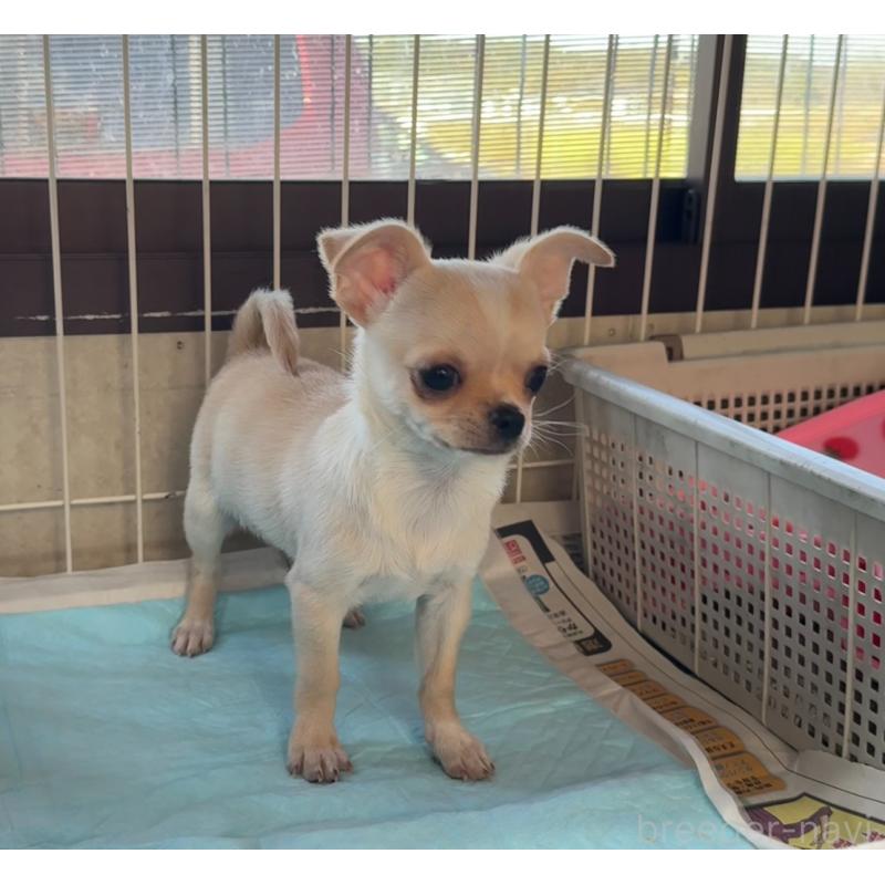 成約済の福岡県のチワワ(スムースコート)-426616の8枚目