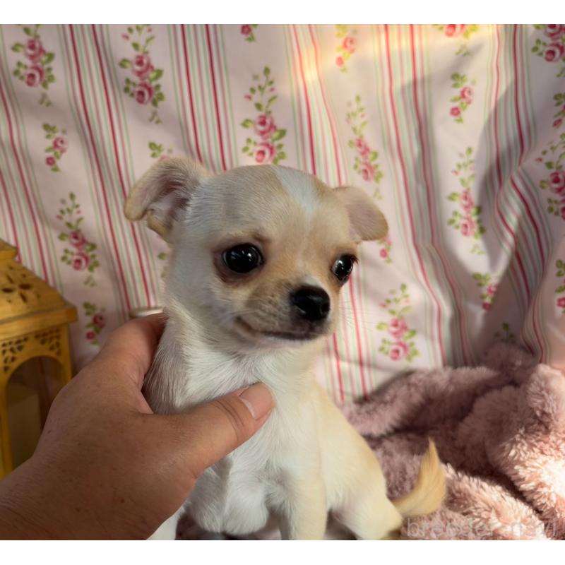 成約済の福岡県のチワワ(スムースコート)-426616の7枚目