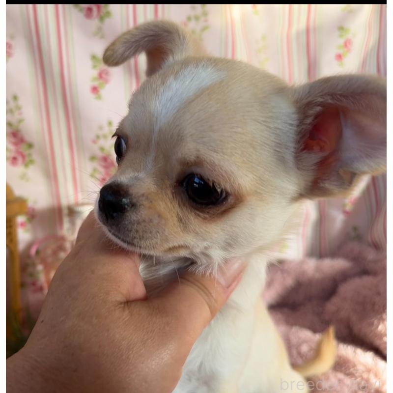 成約済の福岡県のチワワ(スムースコート)-426616の6枚目