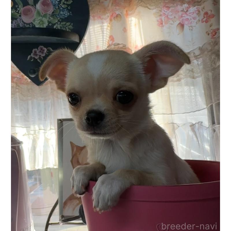 成約済の福岡県のチワワ(スムースコート)-426616の4枚目