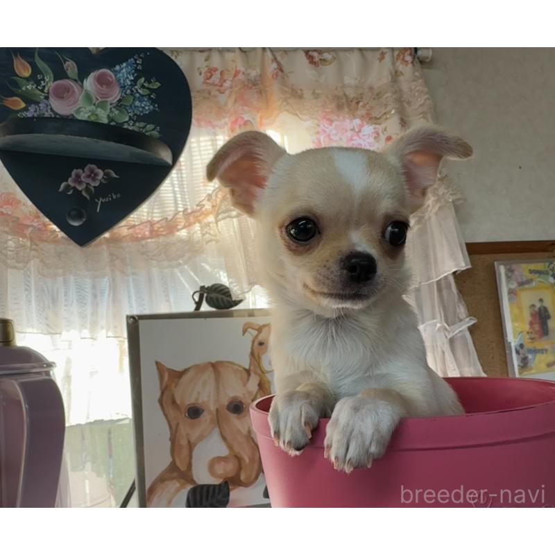 販売中の福岡県のチワワ(スムースコート)-426616