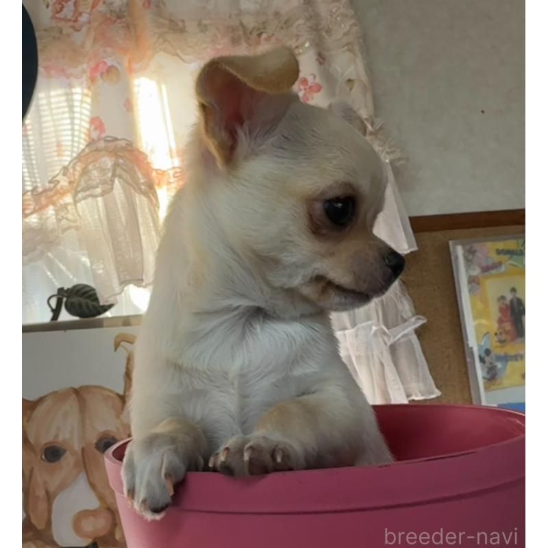 成約済の福岡県のチワワ(スムースコート)-426616の2枚目