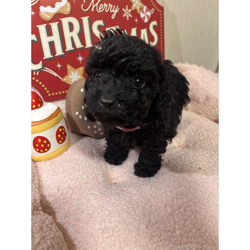 成約済の長野県のトイプードル-425980の4枚目