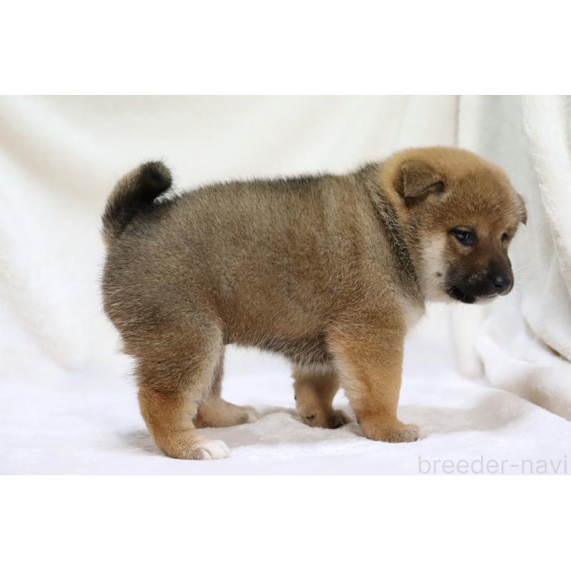 販売中の滋賀県の柴犬-427877の15枚目