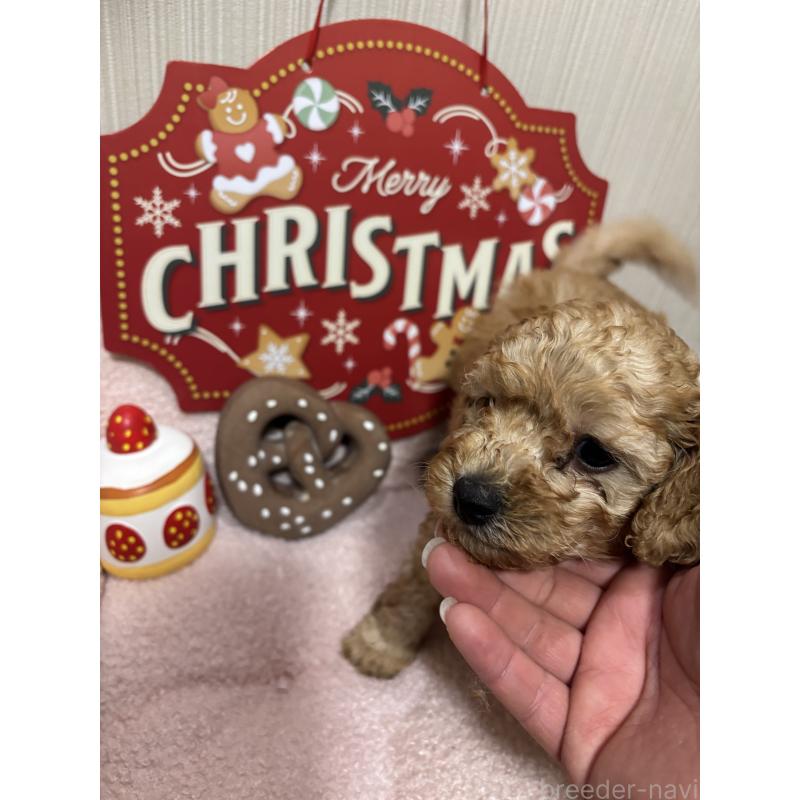 成約済の長野県のトイプードル-425975の4枚目