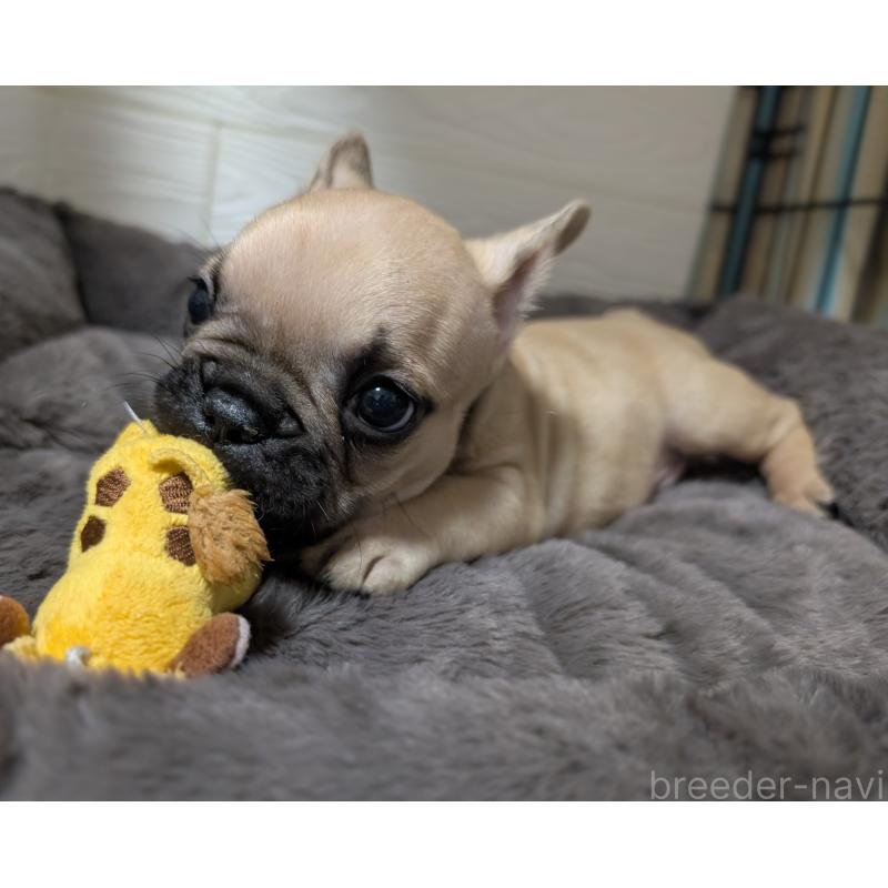販売中の愛媛県のフレンチブルドッグ-419544の11枚目