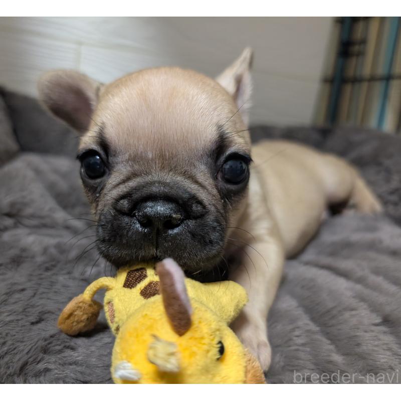 販売中の愛媛県のフレンチブルドッグ-419544の10枚目