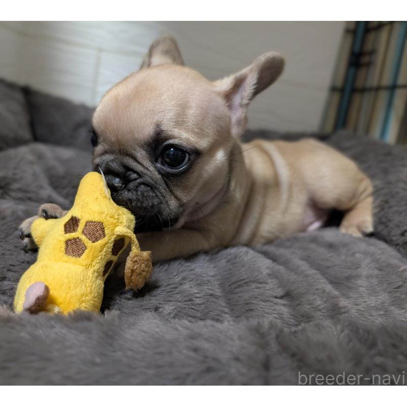 販売中の愛媛県のフレンチブルドッグ-419544の9枚目